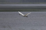 Trumpeter Swan