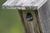 Tree Swallow