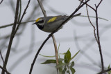 Golden-winged Warbler