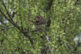 Purple Finch