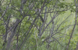 Black-billed Cuckoo