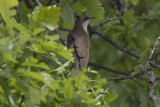 Black-billed Cuckoo