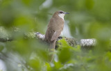 Black-billed Cuckoo