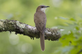 Black-billed Cuckoo