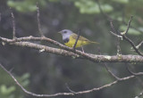 Mourning Warbler