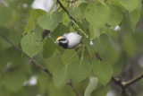 Golden-winged Warbler
