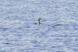 Red-necked Grebe