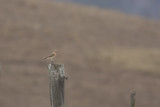 Northern Wheatear