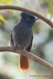 D71_5439_AfricanParadiseFlycatcher.jpg