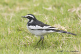 D71_5521AfricanPiedWagtail.jpg