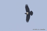 D71_5600PiedCrow.jpg