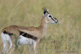 D71_5677ThompsonsGazelle.jpg