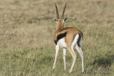 D71_6078ThompsonsGazelle.jpg