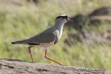 D71_6577CrownedPlover.jpg