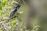 D71_6745SpotflankedBarbet.jpg