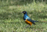 D71_7363SuperbStarling.jpg