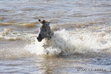 D71_7852Zebra.jpg