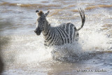 D71_7854Zebra.jpg