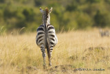 D71_7862Zebra.jpg