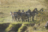 D71_7864Zebra.jpg