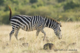 D71_7865Zebra.jpg
