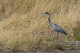 D71_8189BlackheadedHeron.jpg