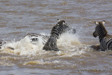 D71_8230Zebra.jpg