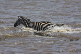 D71_8267Zebra.jpg