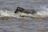 D71_8269Zebra.jpg