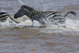 D71_8272Zebra.jpg