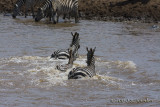 D71_8305Zebra.jpg