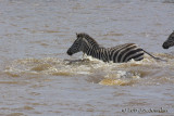 D71_8315Zebra.jpg