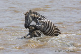 D71_8344Zebra.jpg