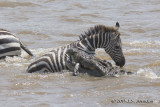 D71_8351Zebra.jpg