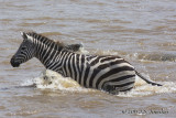 D71_8359Zebra.jpg