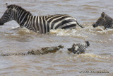 D71_8362Zebra.jpg