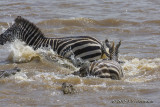 D71_8396Zebra.jpg