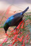 D71_9141MaricoSunbird.jpg