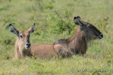 D71_9822Waterbuck.jpg