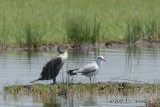 D71_9981GreatCormorant_GreyheadedGull.jpg