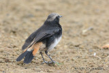 D71_0089SchalowsWheatear.jpg