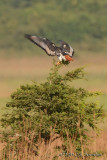 D71_0128AugerBuzzard.jpg