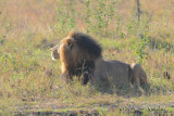 D71_0157Lion.jpg