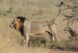 D71_0268Lion.jpg