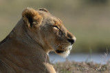 D71_0334Lion.jpg