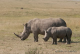 _AFR7078Rhinoceros.jpg