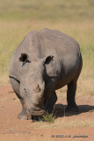 D71_0377Rhinoceros.jpg