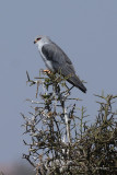 D71_0417BlackshoulderedKite.jpg