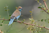 D71_0450RedcheekedCordonbleu.jpg