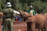 _AFR7132ElephantOrphanage.jpg